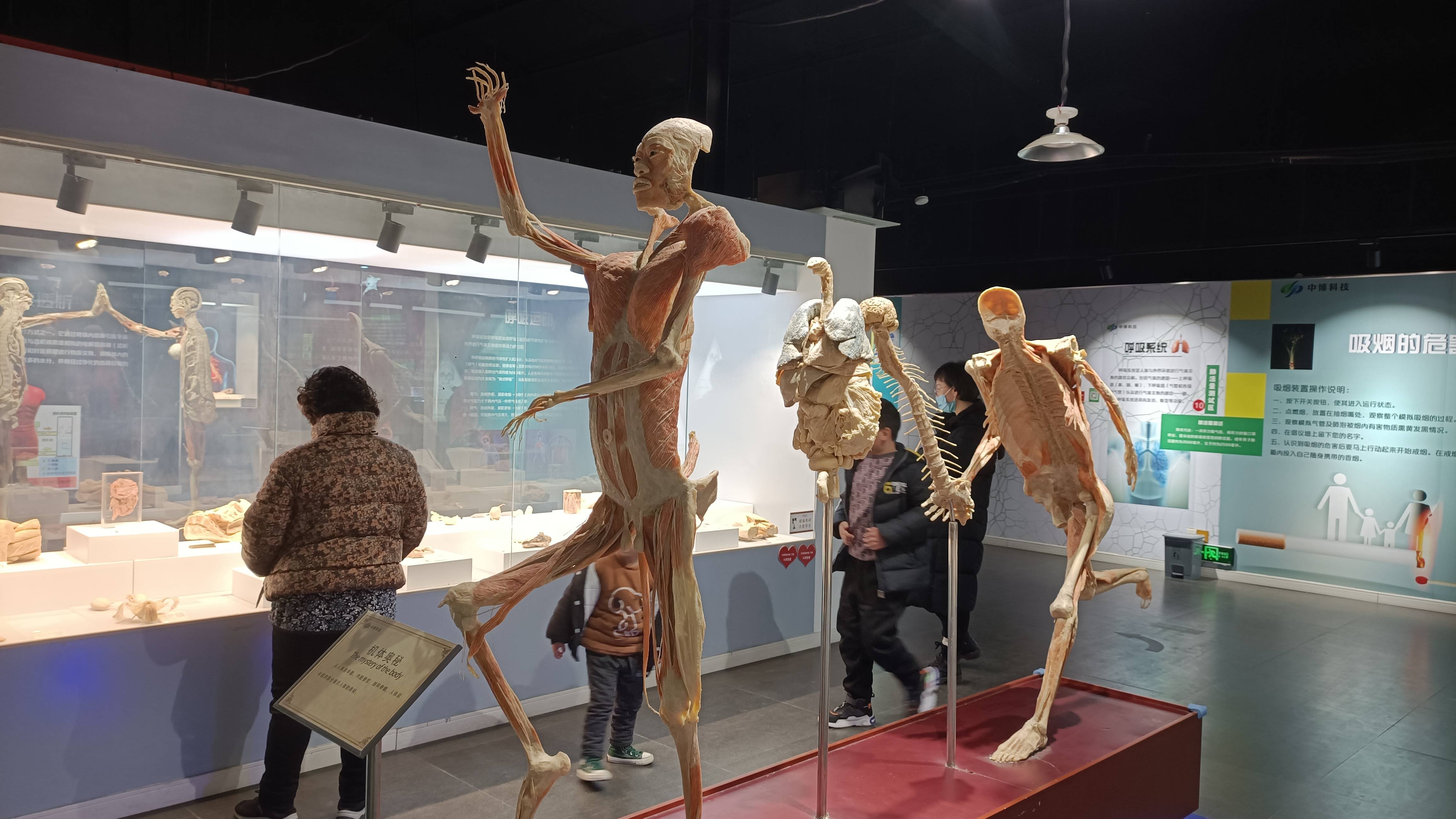 上海人体标本博物馆图片