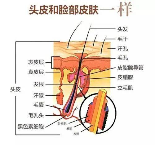 洗头花几千块做头皮清洁，到底是不是智商税？