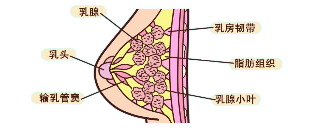 发现乳腺结节千万不要做这事否则治成了癌症晚期