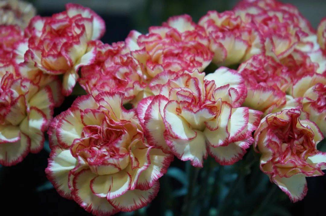 女神节热销康乃馨品种特性对比