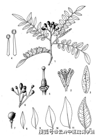 神农识药发散风寒药之千只眼