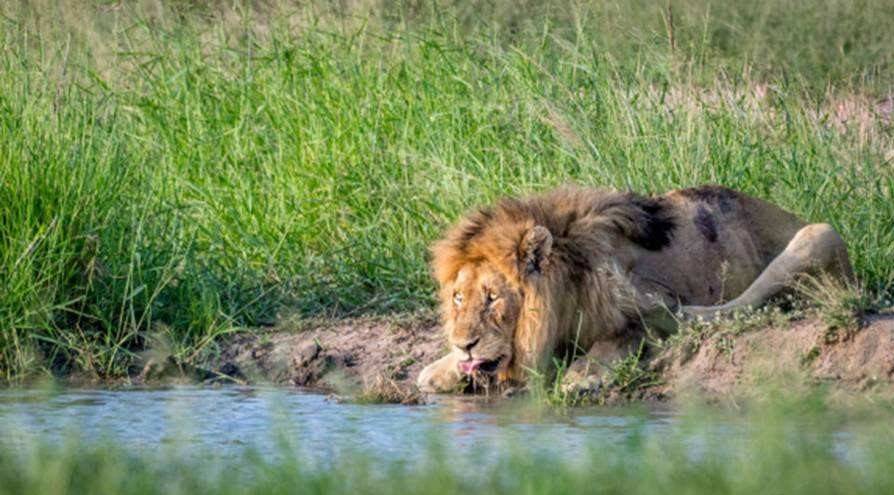 原創動物交配六親不認流浪雄獅長大以後遇到自己的母親怎麼辦