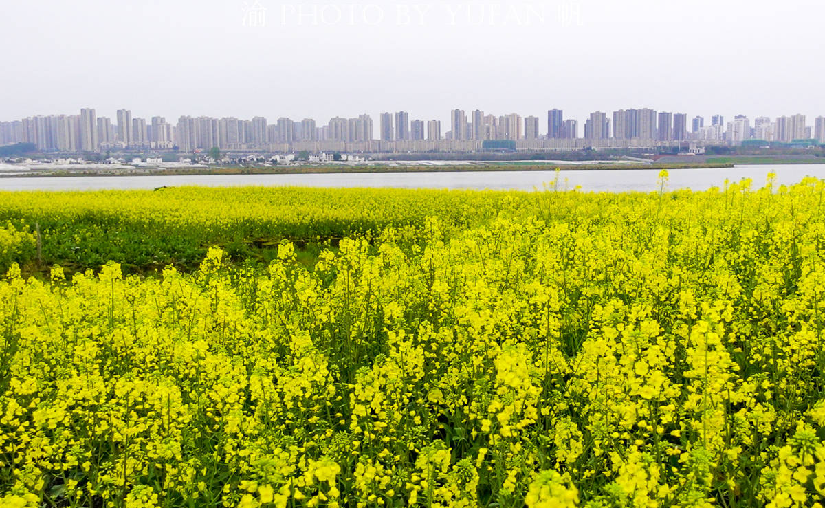 潼南|中国最美的城市油菜花海，花已开好遍地流金，免费开放，就在重庆