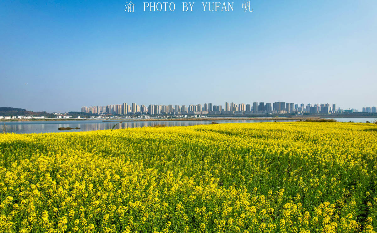 潼南|中国最美的城市油菜花海，花已开好遍地流金，免费开放，就在重庆