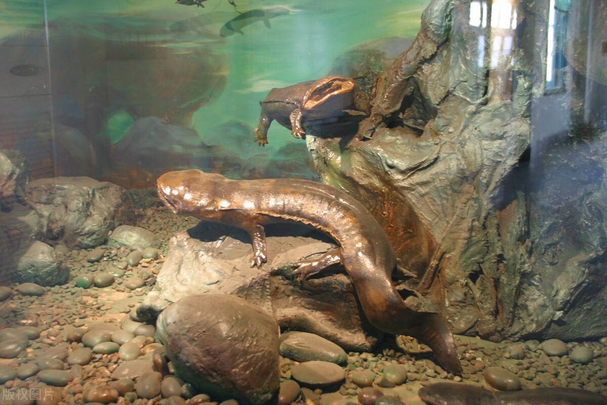 原创山海经现存物种之一娃娃鱼到底是什么神兽居然骗过了所有人