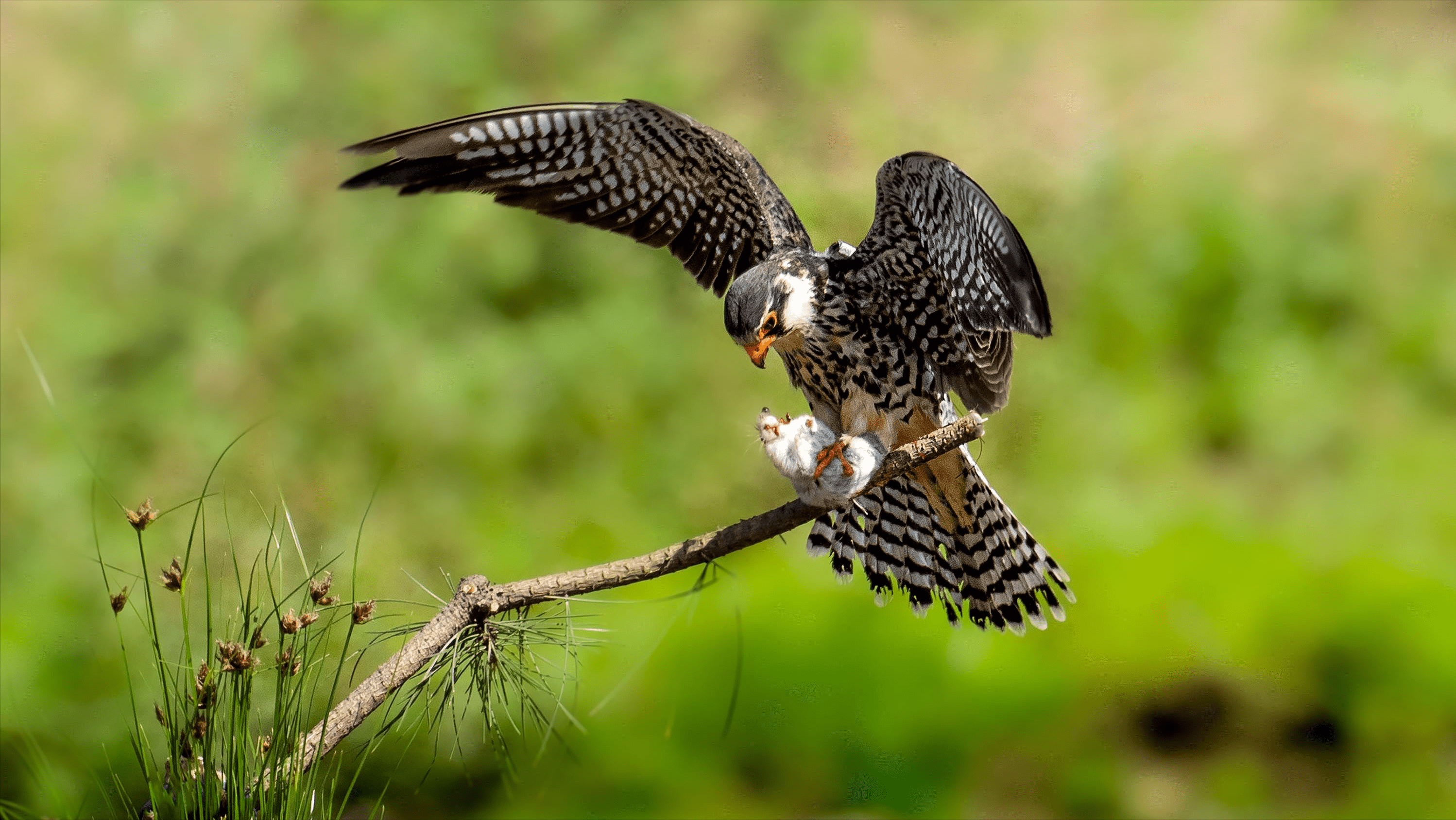 斑鸠不会筑巢鸠占鹊巢是否指它随处可见的斑鸠是否有害