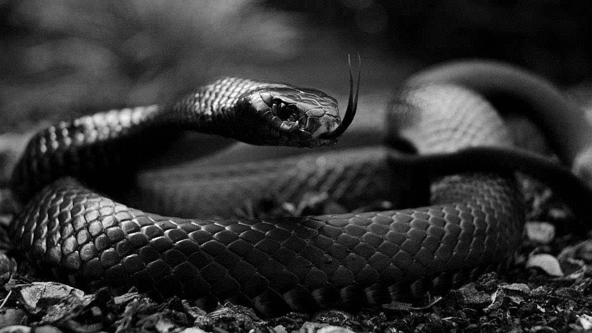 原创蛇刺客的精神内核黑曼巴蛇有何奇异之处甚至演化出黑曼巴精神