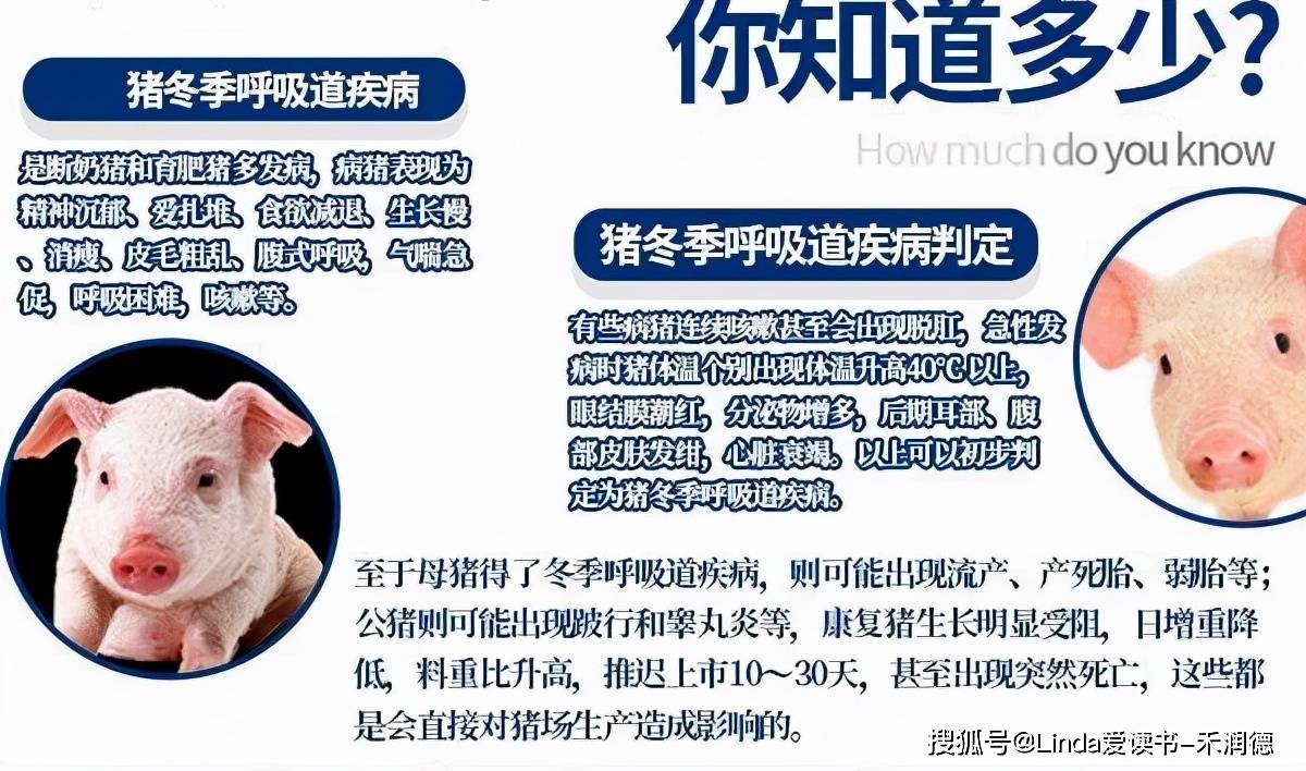 猪舍的氨气有什么危害