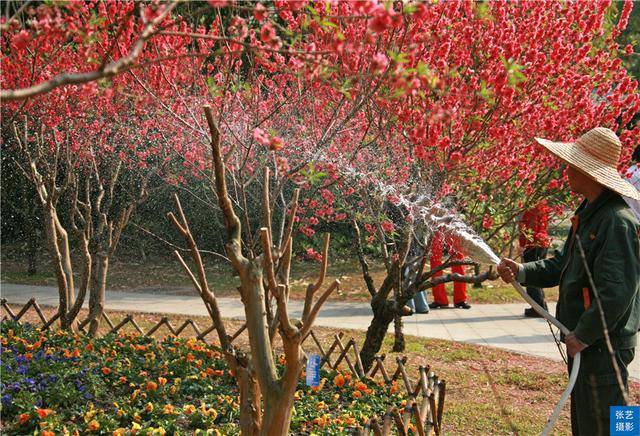 桃花|赏桃花何须远行，桃花故里最仙境，广州白云山桃花涧让人流连忘返