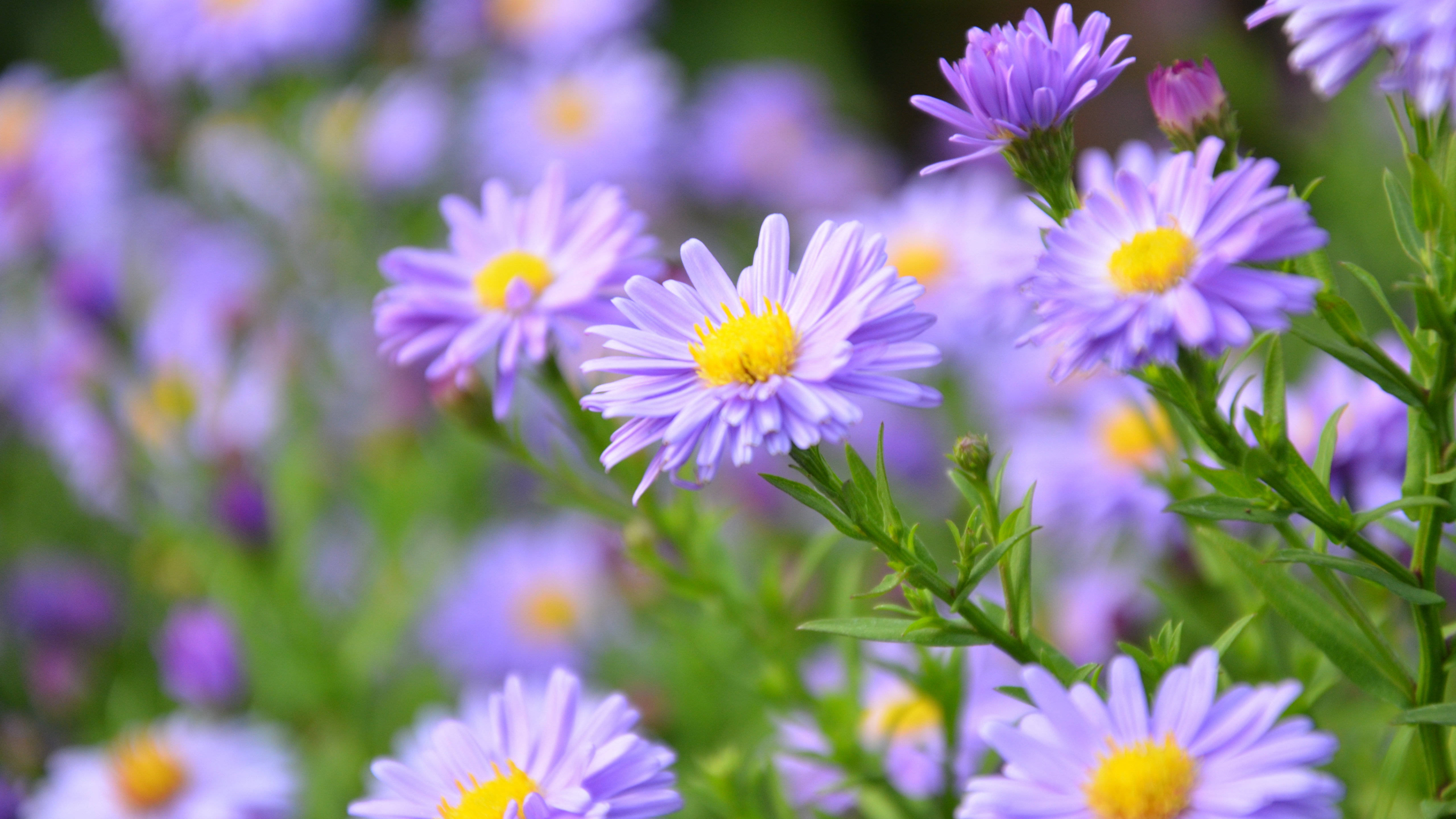 3月6日星座运势 一举多得 攻守俱佳的四大星座 工作 脱单很 事情