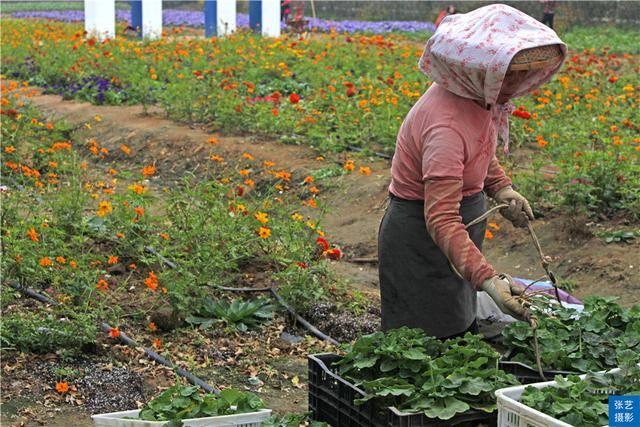 品种|阳春三月百万葵园最佳观赏季，20万葵花常年盛放，广州踏青好去处