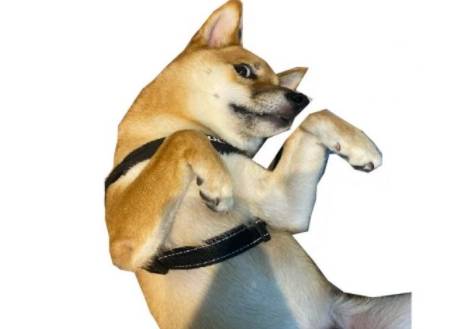 你确定你真正了解日本犬 柴犬 厚真 山梨县