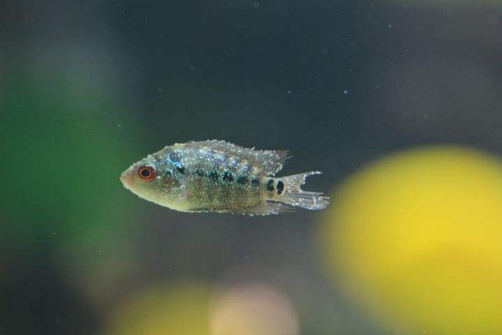 魚得了白點病怎麼治白點病魚怎麼治療1