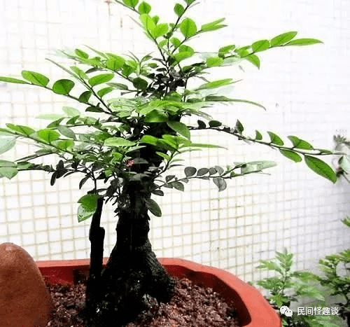 风水 招财镇宅的6种树 多种风水好 植物 盆栽 罗汉松