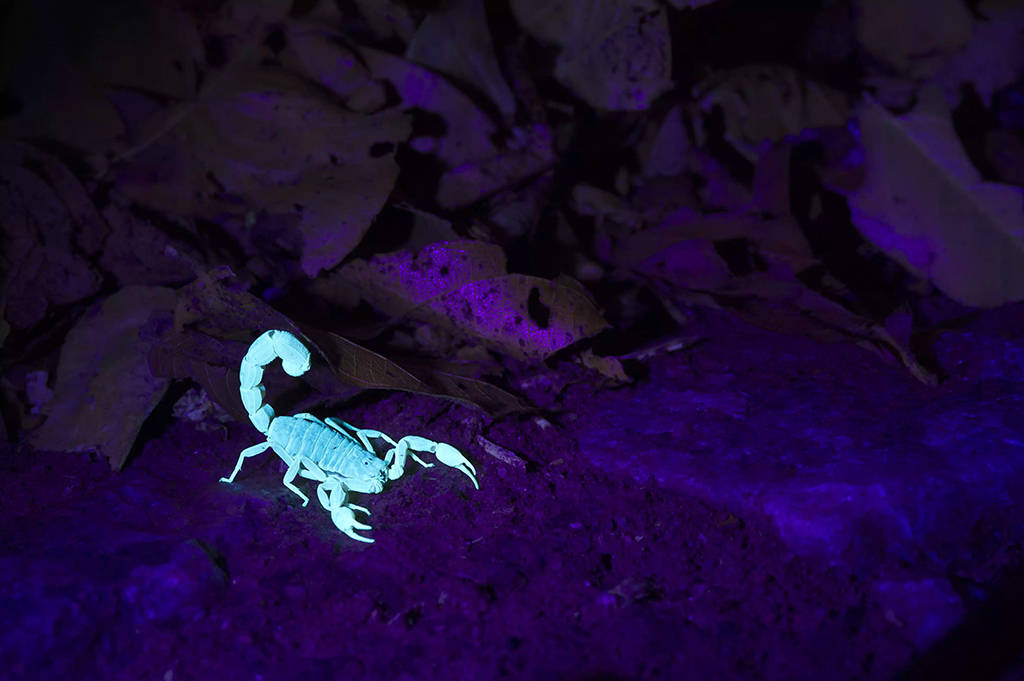 蝎子和某些昆虫在紫外线照射下会发出荧光的.