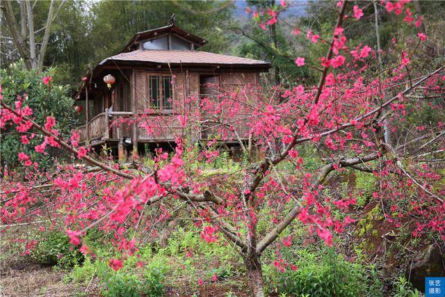 桃树|连州桃花岛，沉醉在三月桃花盛开的季节，各地游客邂逅浪漫桃花