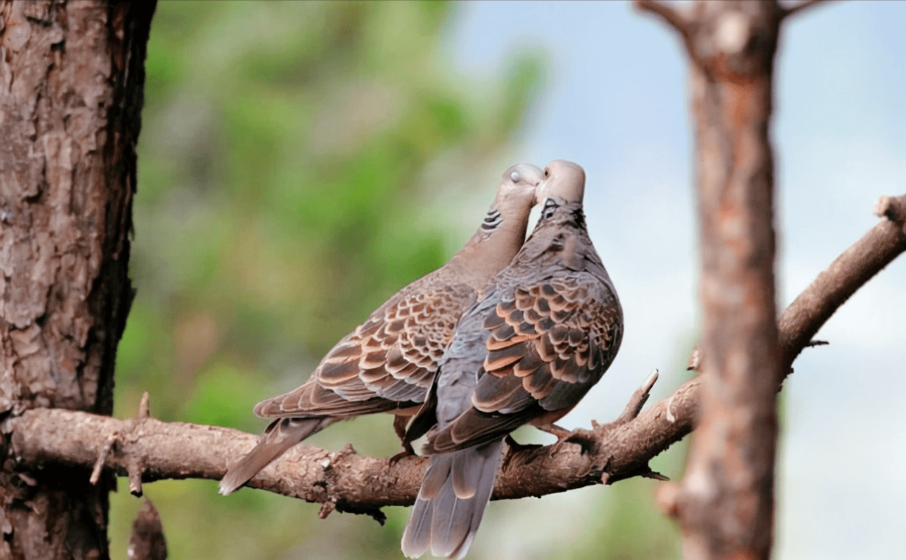 斑鸠不会筑巢随处可见的斑鸠能不能吃为什么说吃斑鸠危害很大