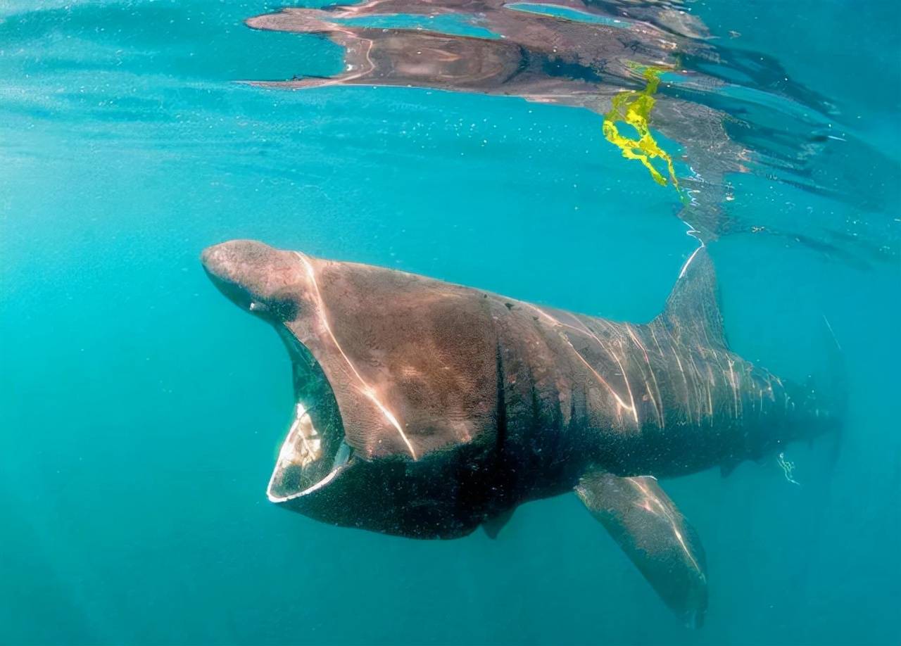 活到156岁才可交配 因为太懒为了吃饱饭 它们献祭了自己眼睛 鲨鱼 格陵兰 游泳