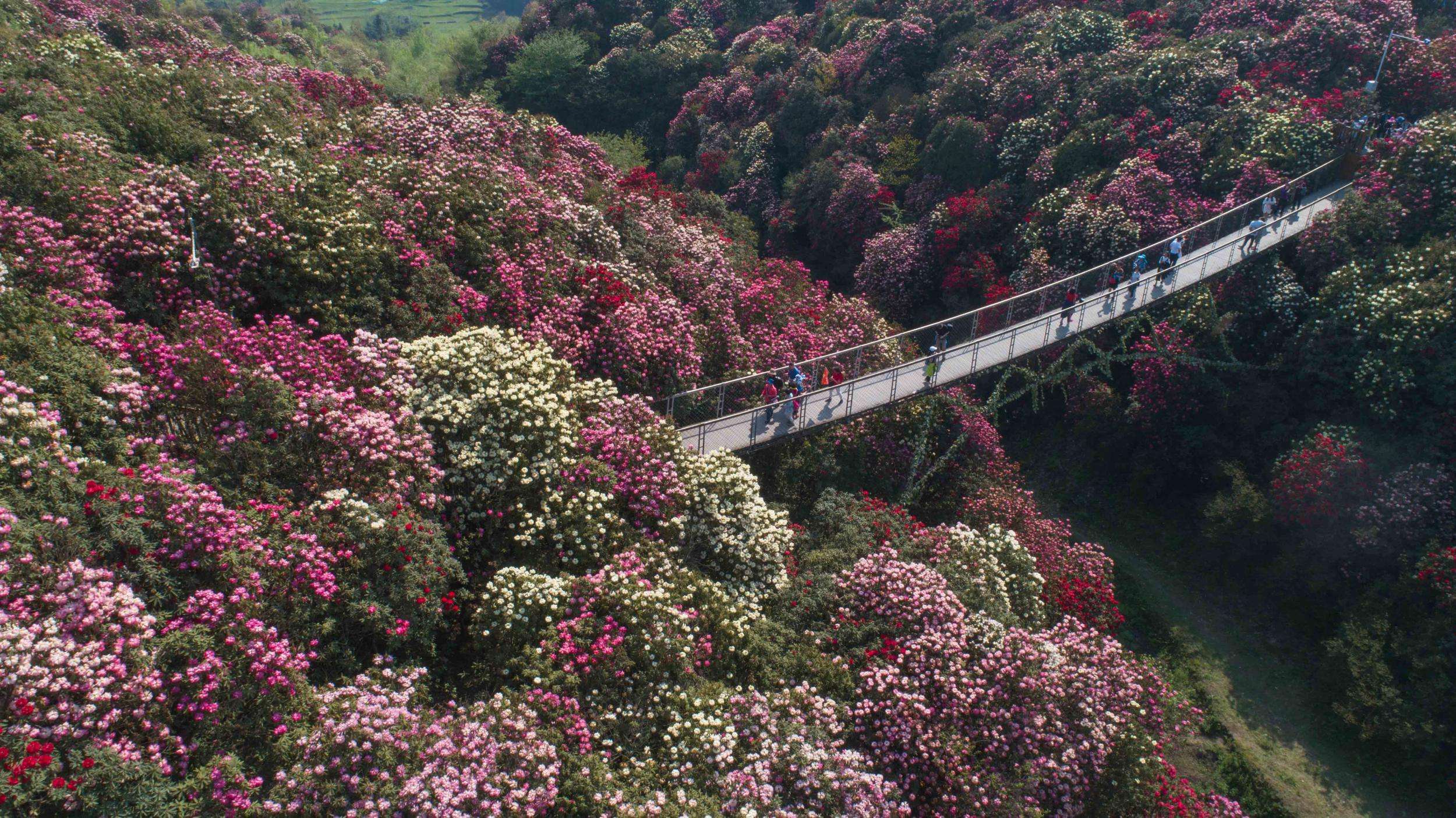 3,交通指南中国百里杜鹃风景名胜区:毕节市大方县普底乡大荒村(一)从