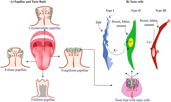 脑机接口在味觉感知中的新应用_信号_神经_电极
