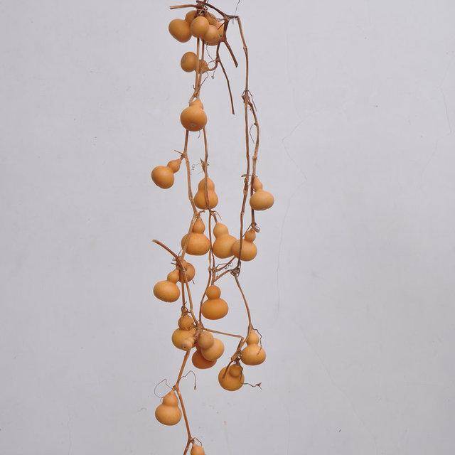 原创盆栽小葫芦一盆能结几十个福禄满阳台越小越值钱