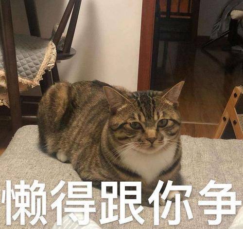 治愈养狸花猫后，有哪些瞬间，让你感到幸福感爆棚？