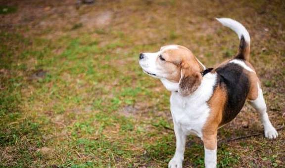 最新聪明狗狗排行榜 世界最聪明的狗狗 猎犬 排名 牧羊犬