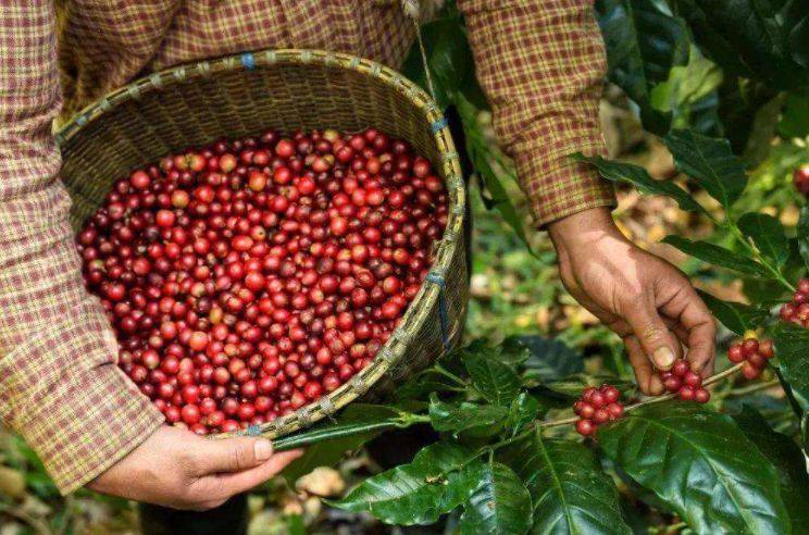 云南咖啡豆价格上涨_消费量_种植区_时能