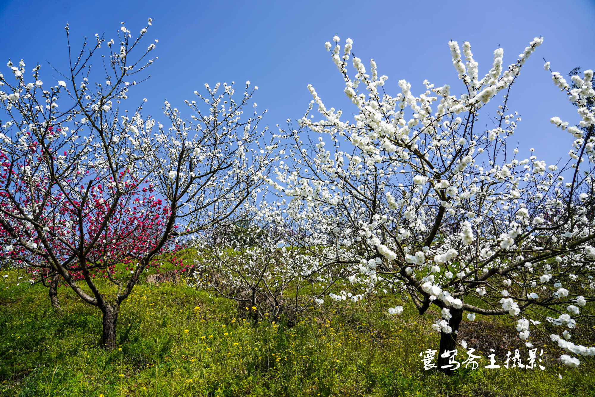 桃花|推荐个重庆近郊春游踏青的好去处，永川这三面环水的圣水湖桃花岛