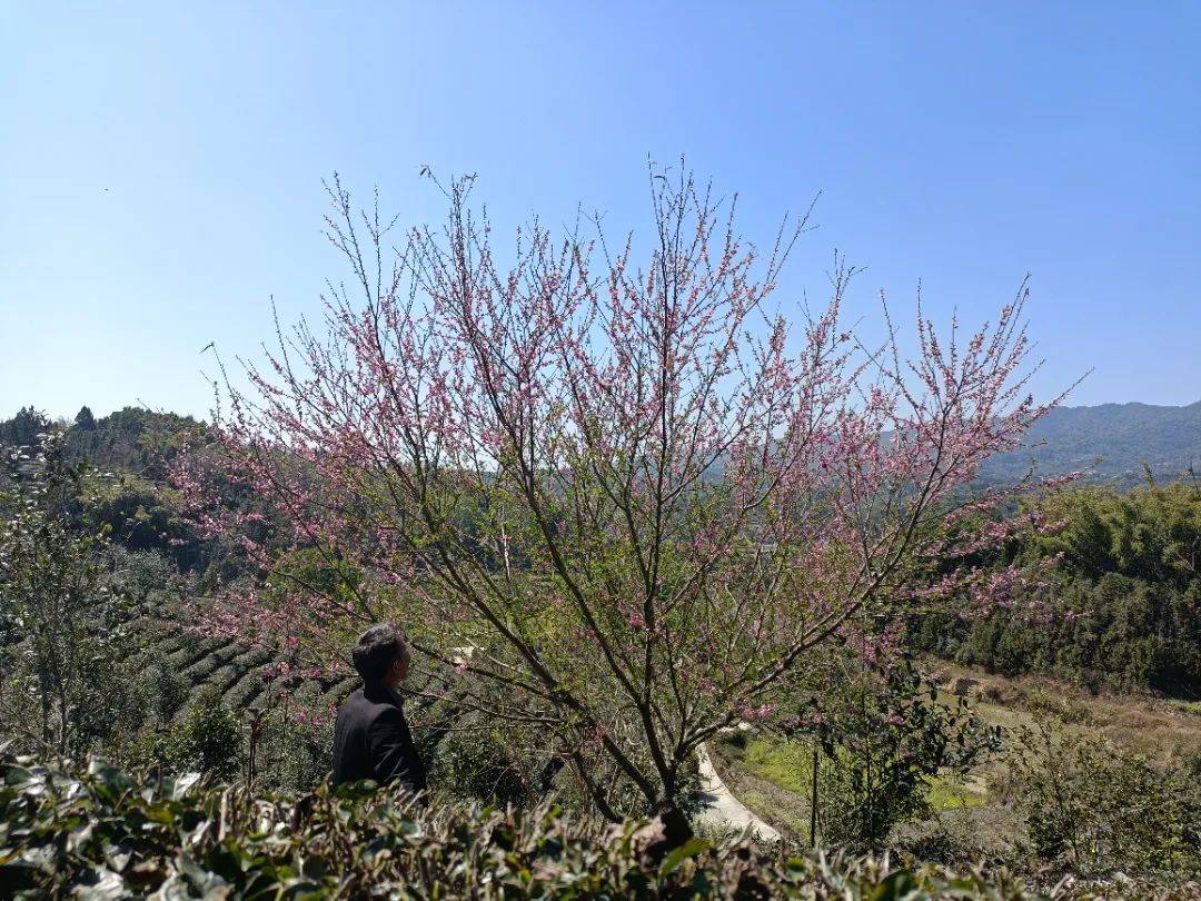 内心|【蒲川十二景】之清河茶山