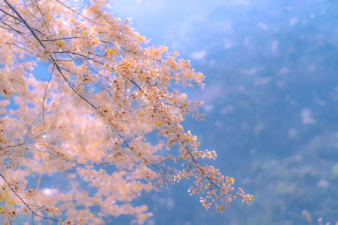 樱花_辛夷花_春风