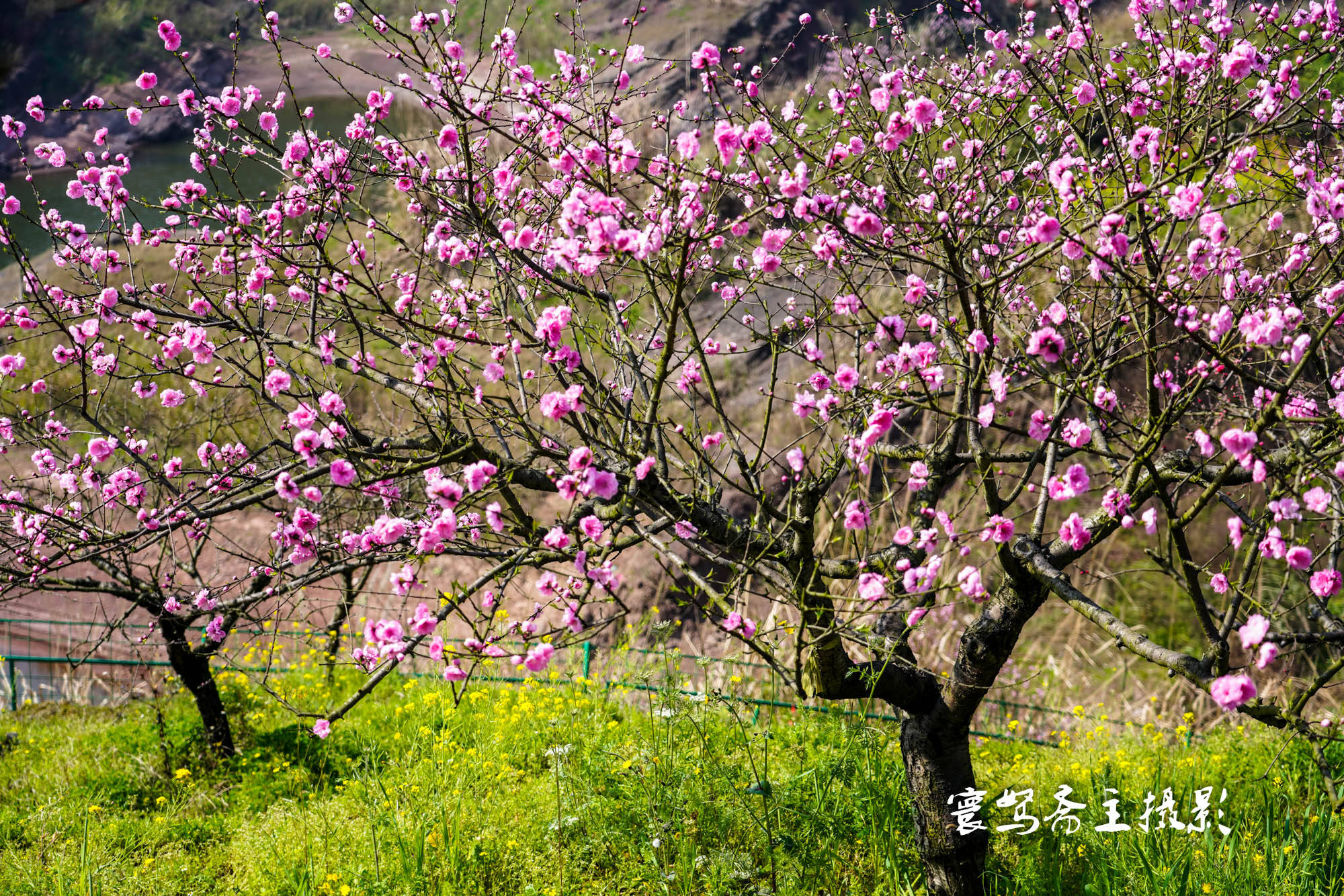 桃花|推荐个重庆近郊春游踏青的好去处，永川这三面环水的圣水湖桃花岛