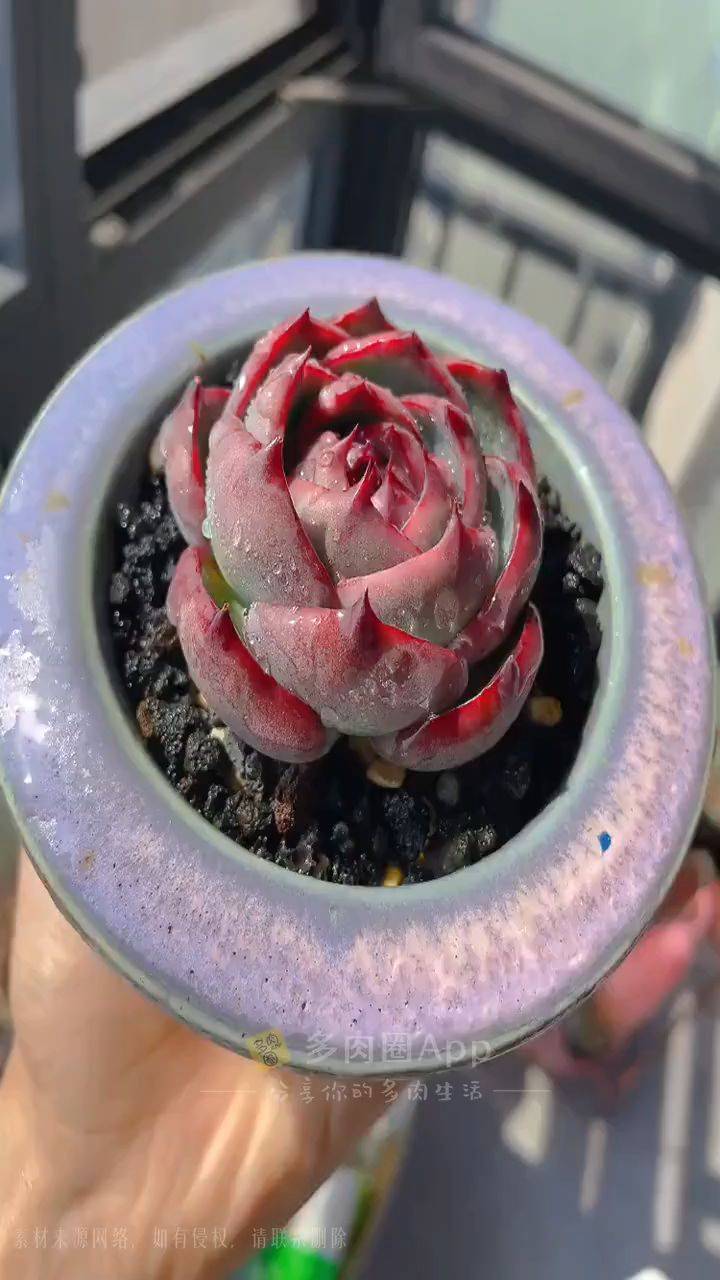 惊鸿仙子大单头多肉多肉圈多肉植物