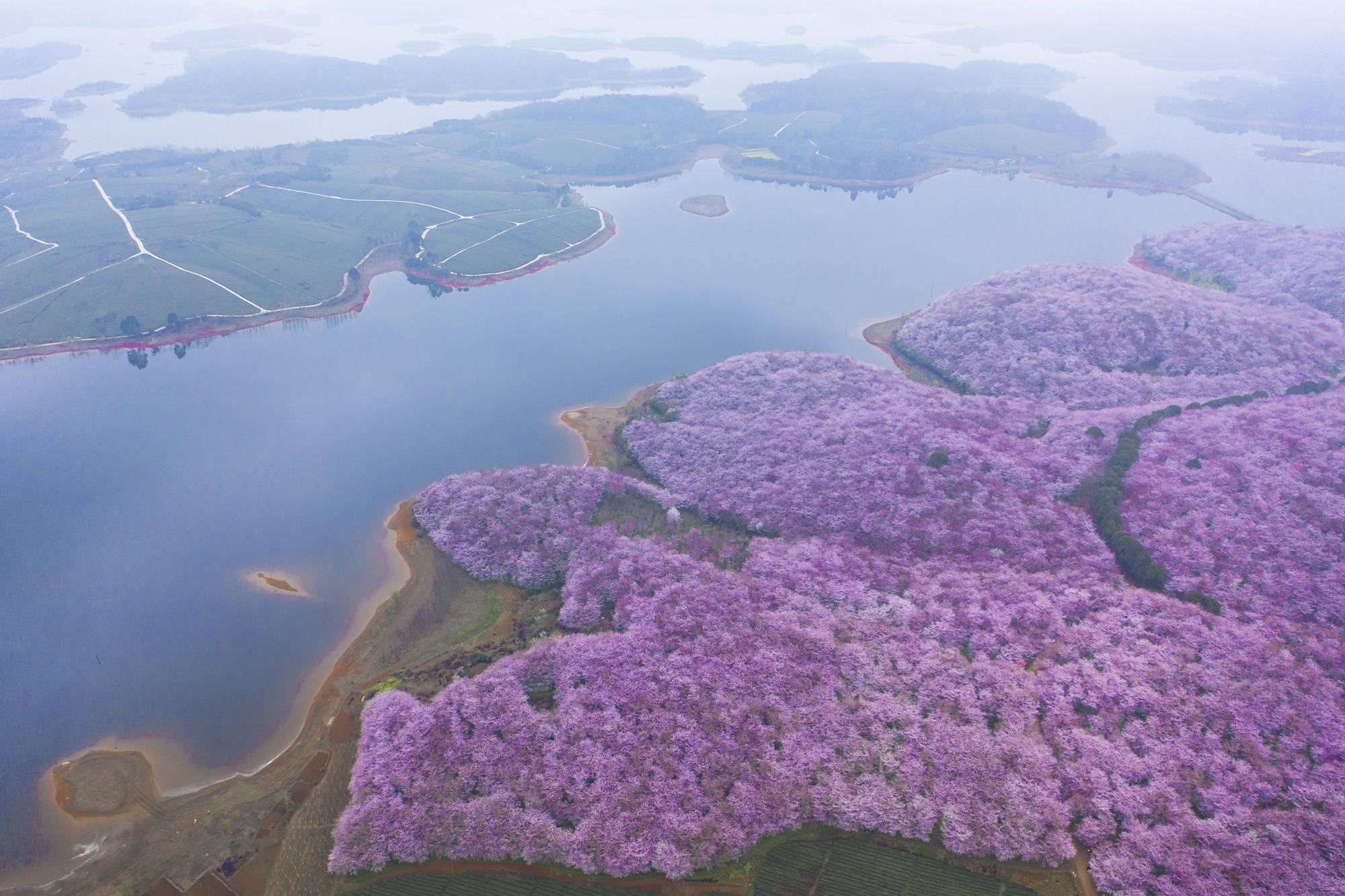 红花湖樱花图片