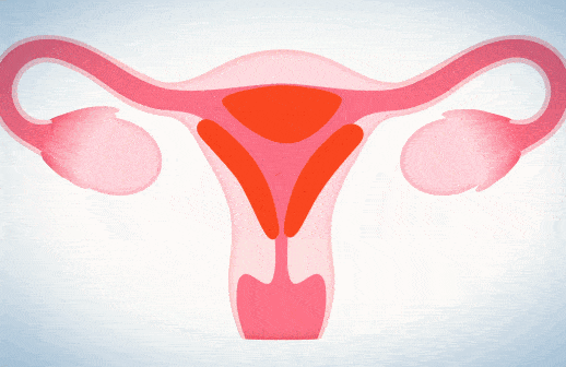 选择和"管家"子宫内膜一起弃宫出逃,这场出逃的过程我们就称为月经