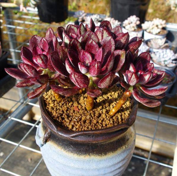 娇艳迷人的多肉红司全年长个不停彩色叶子好看值得拥有