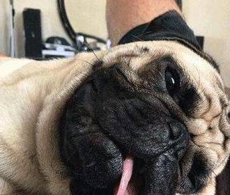 因为|巴哥犬训练很难？我想你应该要遵循这5点，掌握就简单！