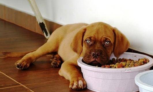 体型|养狗有6忌，这些知识需要知道！