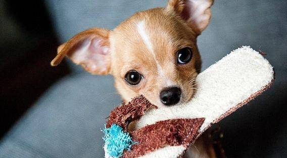 体型|养狗有6忌，这些知识需要知道！