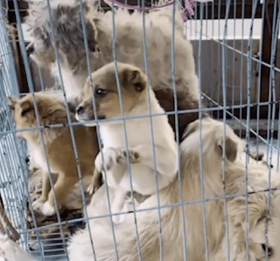 狗贩带一车小奶狗到宠物医院卖,不买就要杀,狗贩:只要是肉就行_狗狗