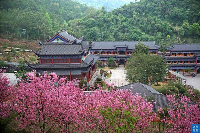 原創三月春風旖旎廣東翁源萬畝美麗桃花綻放各地遊客賞花好去處