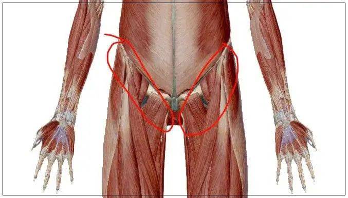 首先,了解下腹股沟在人体的解剖位置,腹股沟位于腹部和大腿之间的区域