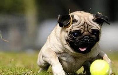 因为|巴哥犬训练很难？我想你应该要遵循这5点，掌握就简单！