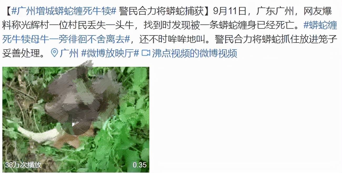 最好的办法是不要去招惹,主动离开,一般蛇不会攻击人类这么大体型的