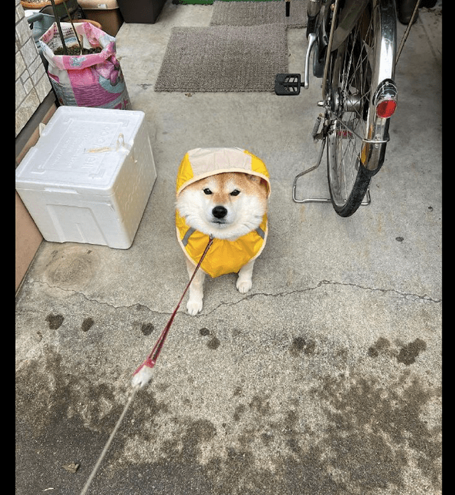 下雨天网友要遛狗,穿好雨衣后它却纹丝不动,狗:我不想出门啊!