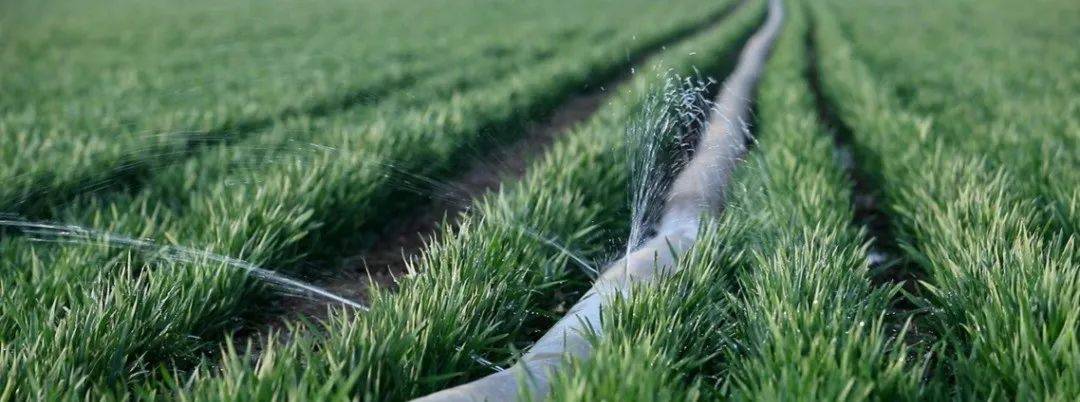 小麦什么时间浇返青水