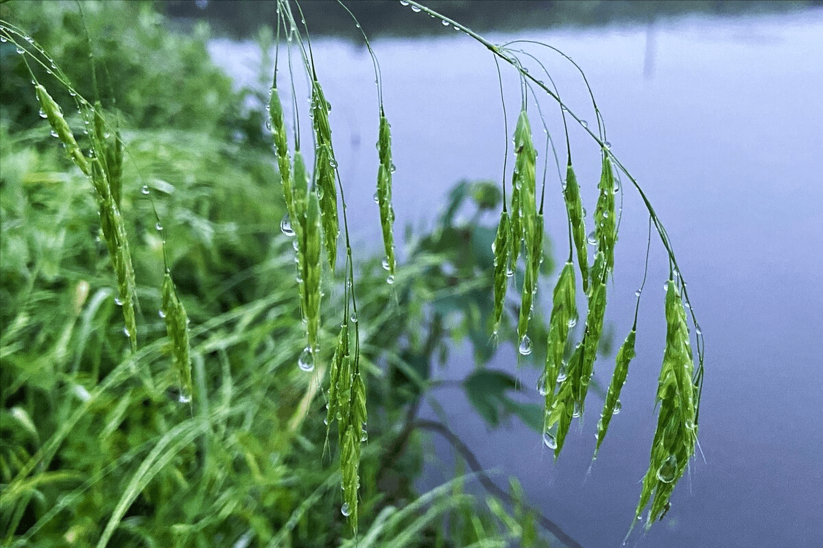 这个草也叫浆麦草