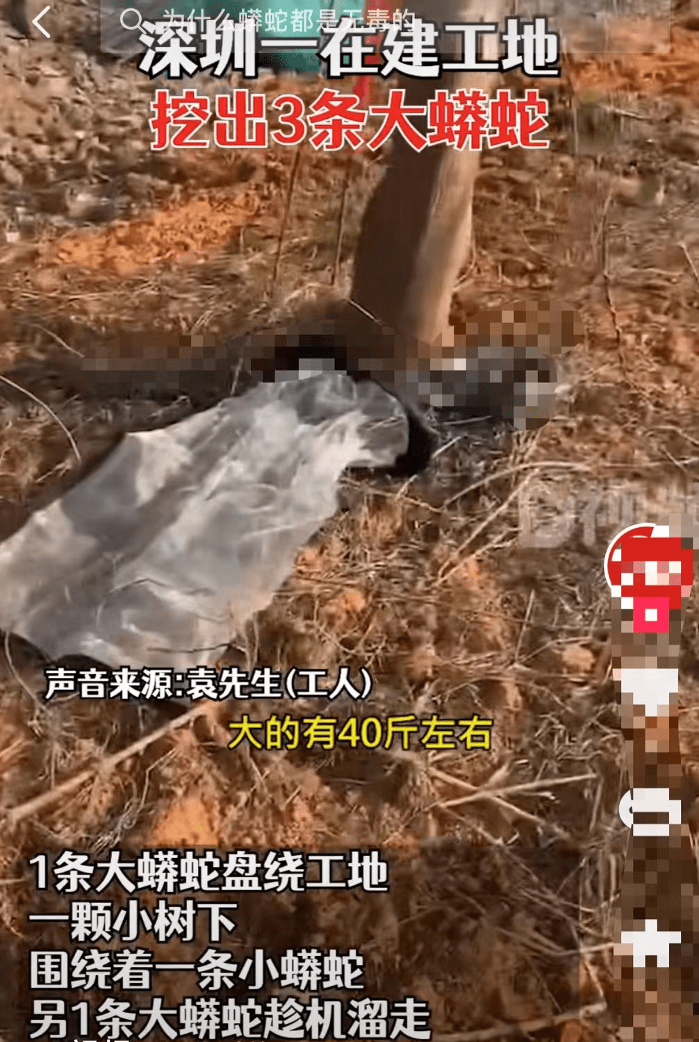 吓人深圳一工地挖出3条超70斤大蟒蛇不怕雄黄它究竟怕什么