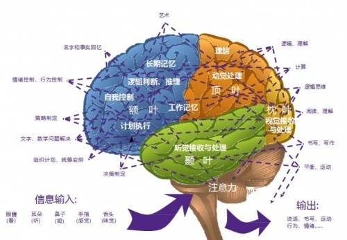 大脑工作效率才是关键_智力_科学界_顶叶