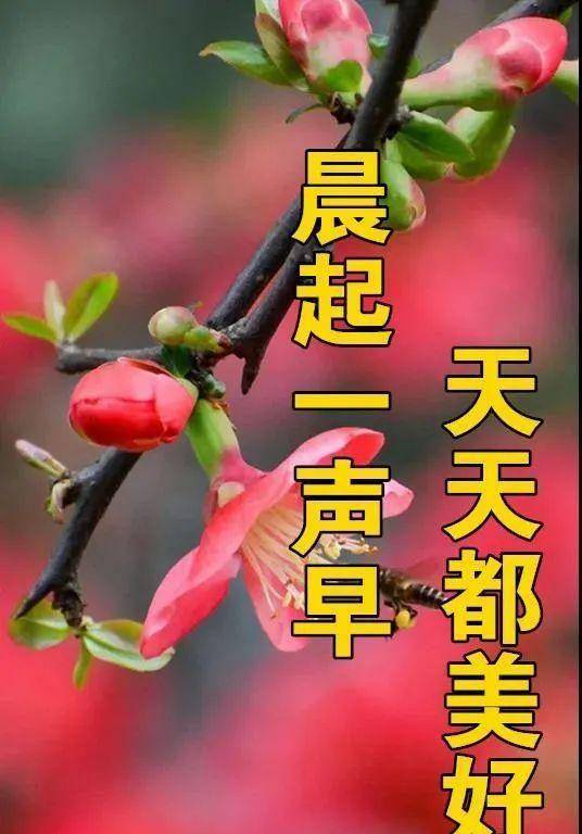 非常好看的美丽的鲜花早安问候图片清晨早上好问候祝福图片 生活 舍小得 东西